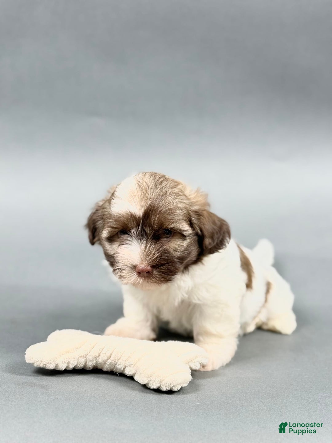 Havanese dogs for sale: ODEN - Image 2