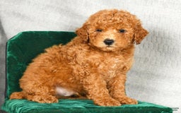 Miniature Poodle dogs for sale: Dino - Image 3