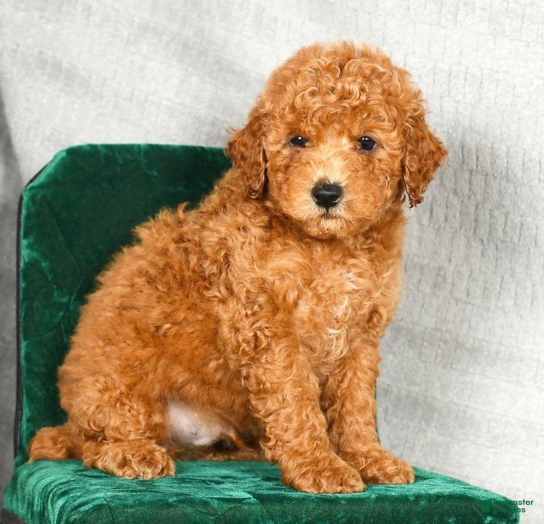 Miniature Poodle dogs for sale: Dino - Image 3