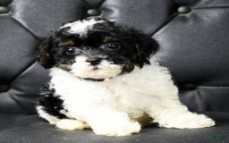 Miniature Poodle dogs for sale: Maverick - Image 1