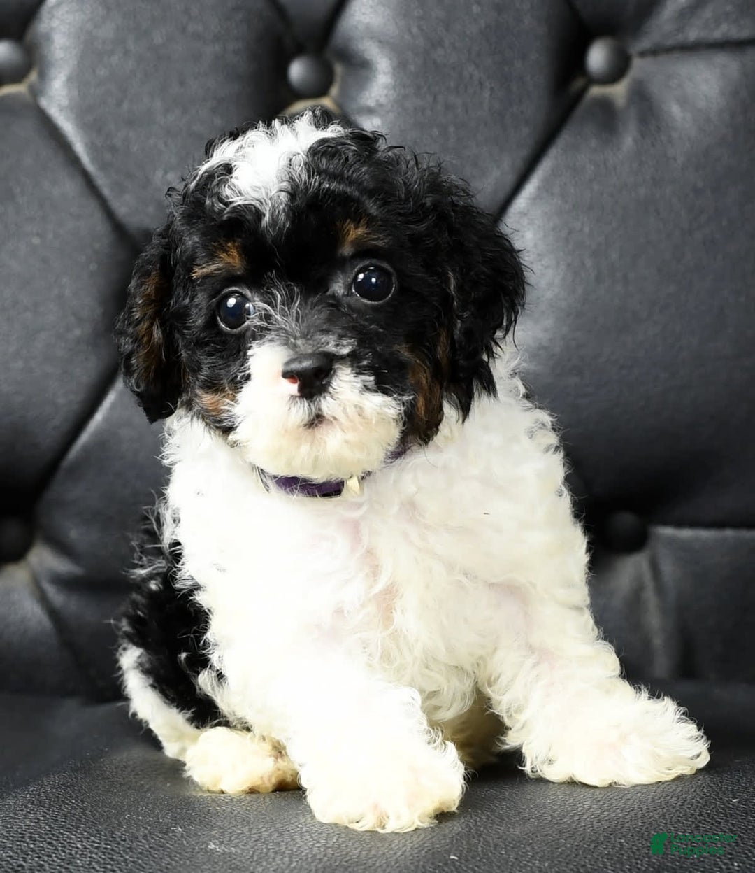 Miniature Poodle dogs for sale: Maverick - Image 1