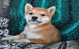 Shiba Inu dogs for sale: Jupiter - Image 5