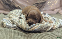 Cavapoo dogs for sale: Zeus - Image 7