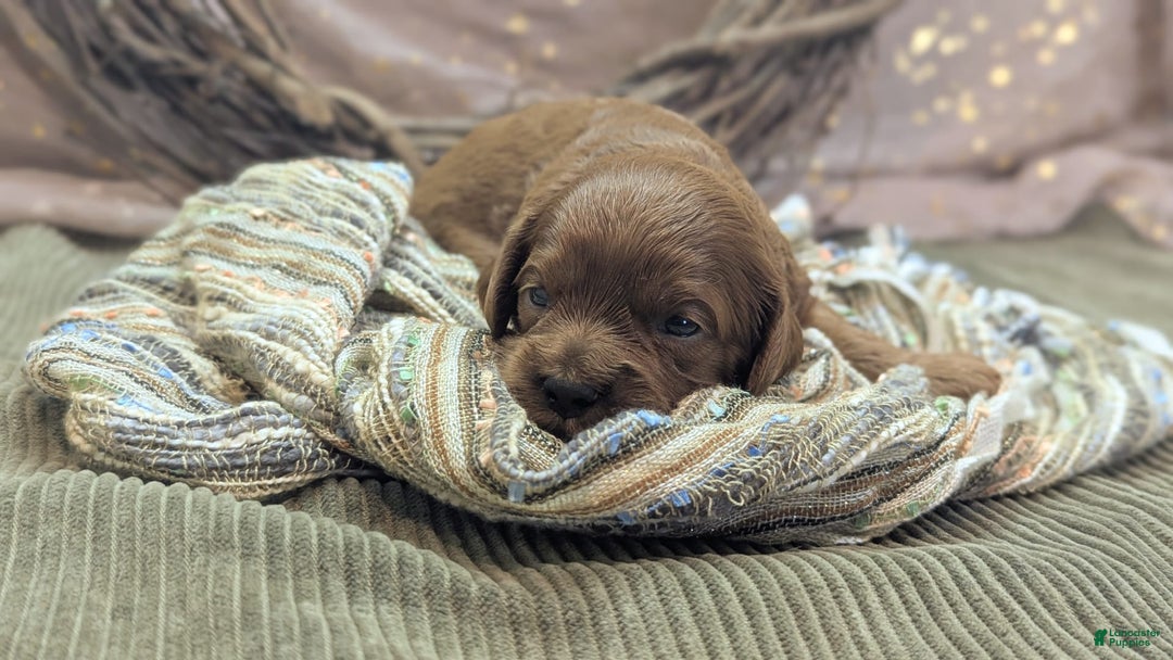 Cavapoo dogs for sale: Zeus - Image 7