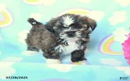 Teddy Bear dogs for sale: Tootsie Roll - Image 3