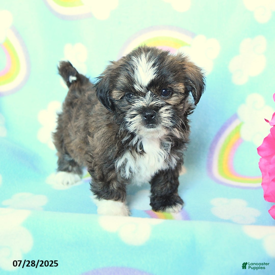 Teddy Bear dogs for sale: Tootsie Roll - Image 3