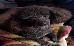 Toy Poodle dogs for sale: Hershey - Image 3