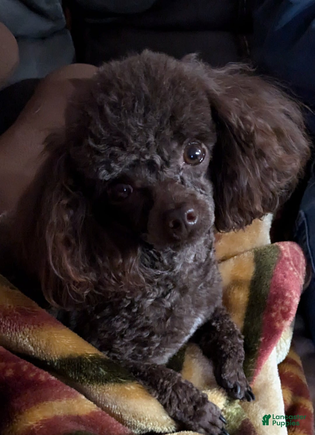 Toy Poodle dogs for sale: Hershey - Image 3