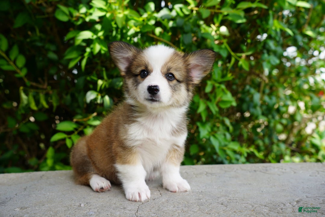 American Corgi dogs for sale: Slate - Image 2