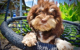 Havapoo dogs for sale: Roxy - Image 3