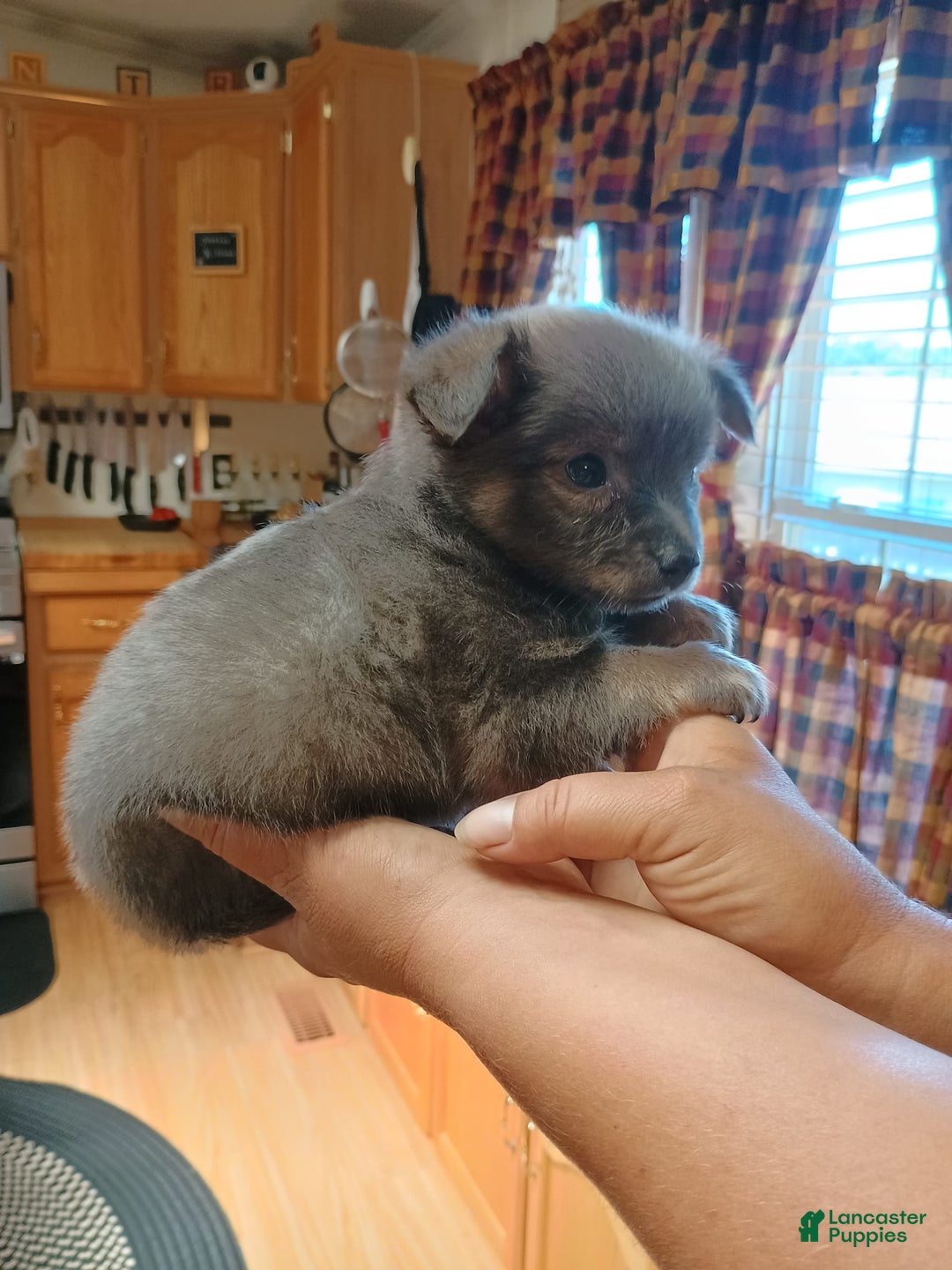 Chihuahua dogs for sale: Rocky Silver Blue - Image 8