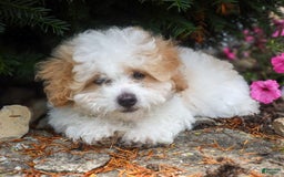 Toy Poodle dogs for sale: Bobby - Image 8