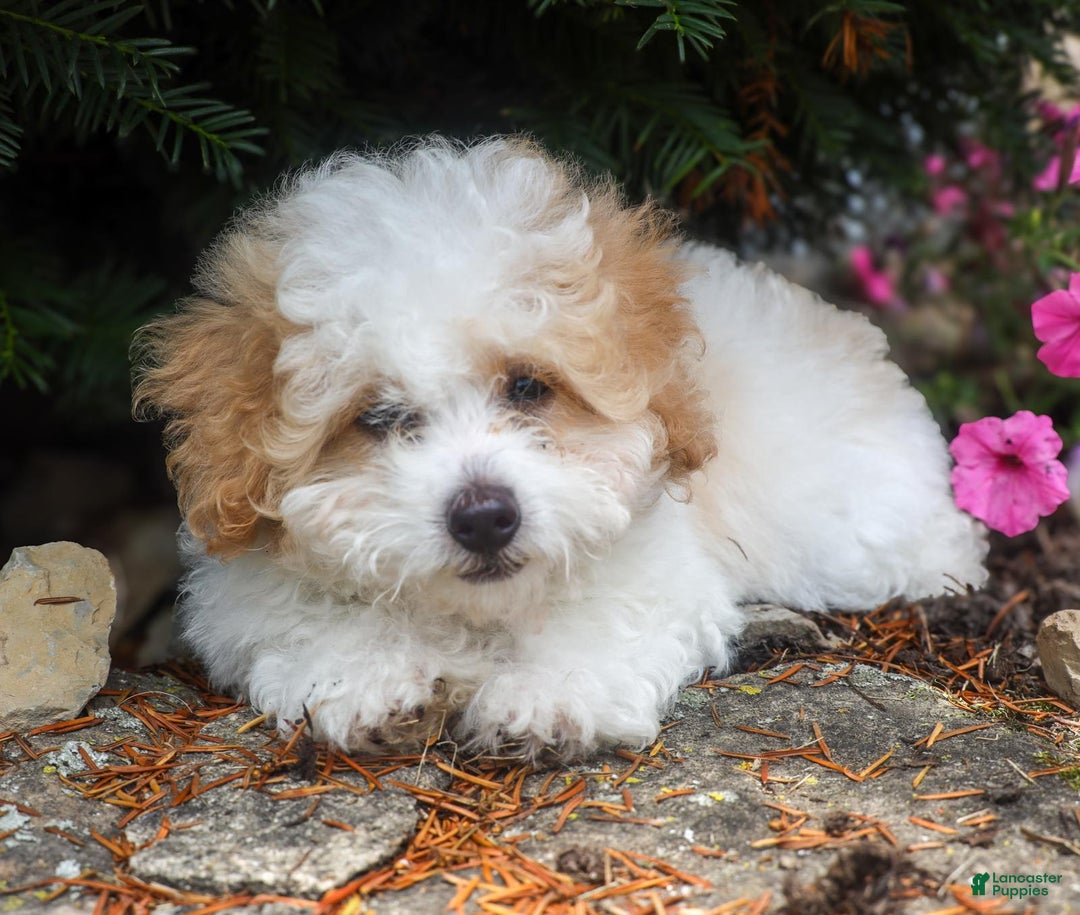Toy Poodle dogs for sale: Bobby - Image 8