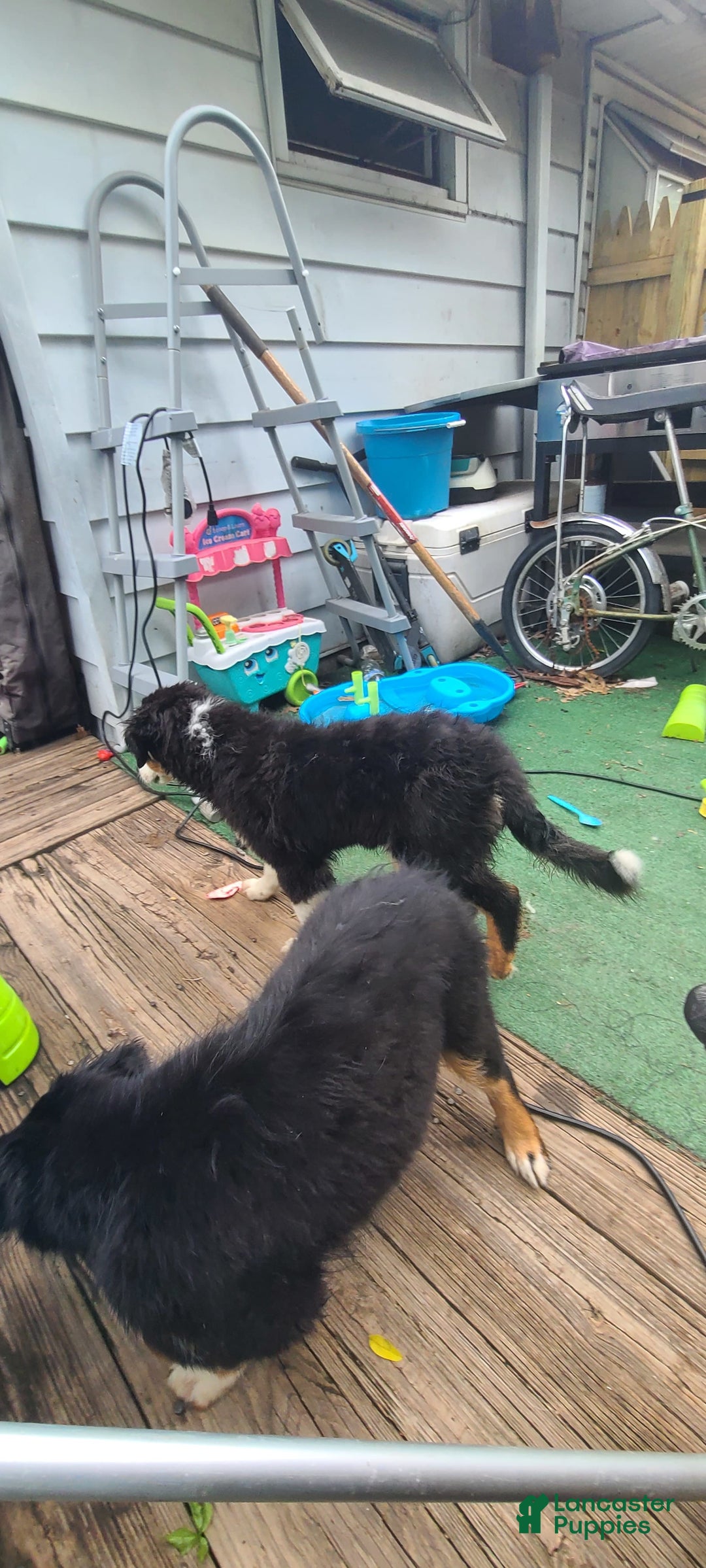 Australian Shepherd dogs for sale: Riley Fully Vaccinated - Image 13