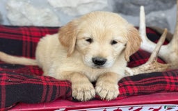 Golden Retriever dogs for sale: Sammy - Image 9