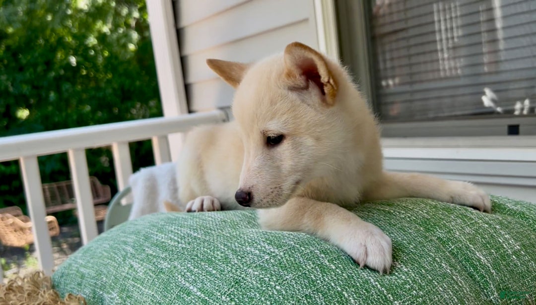 Shiba Inu dogs for sale: Snowball - Image 1