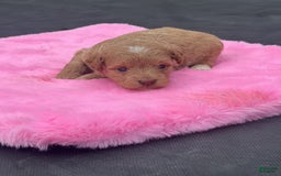 Mini Goldendoodle dogs for sale: Cooper - Image 4