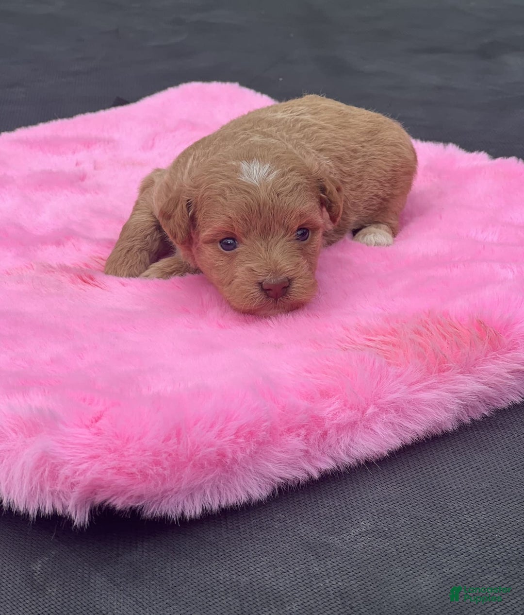 Mini Goldendoodle dogs for sale: Cooper - Image 4