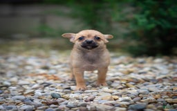 Pomchi dogs for sale: Bear - Image 14