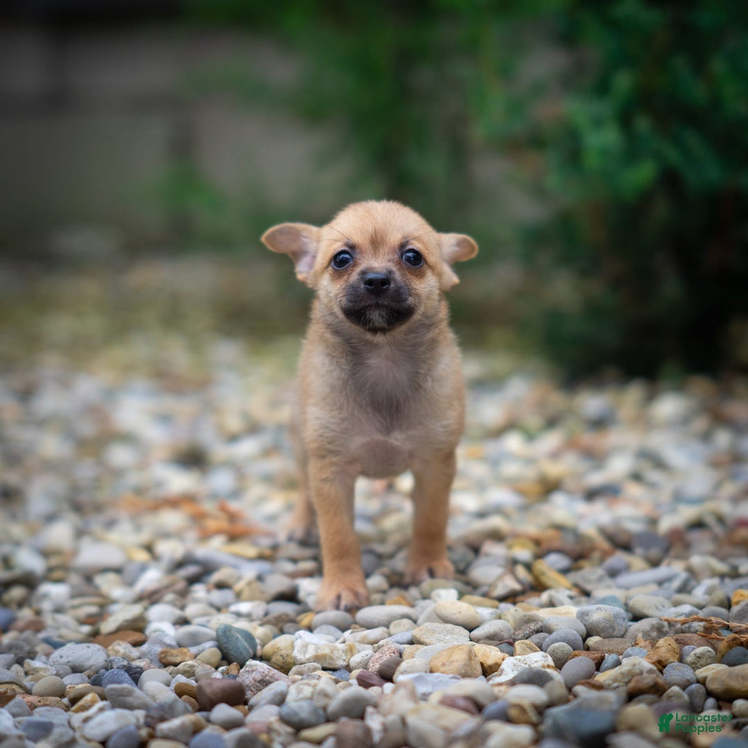 Pomchi dogs for sale: Bear - Image 14