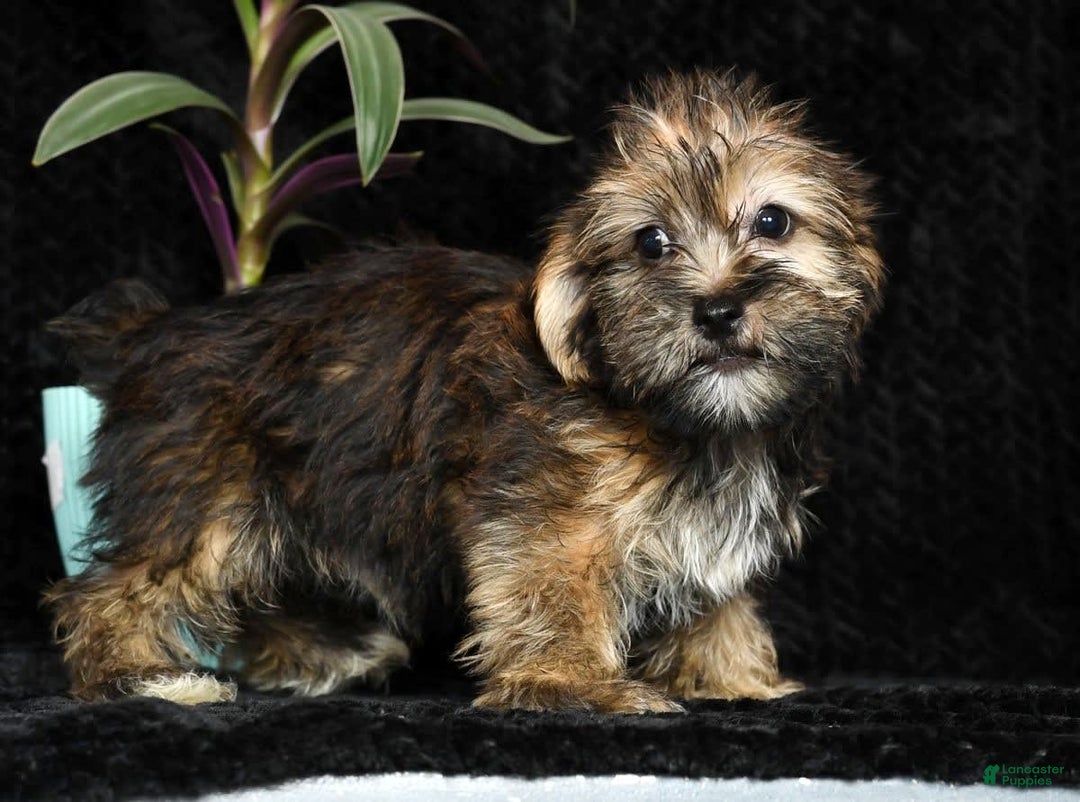 Shorkie dogs for sale: Hayden - Image 1