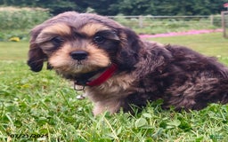 Cavapoo dogs for sale: Melody - Image 1