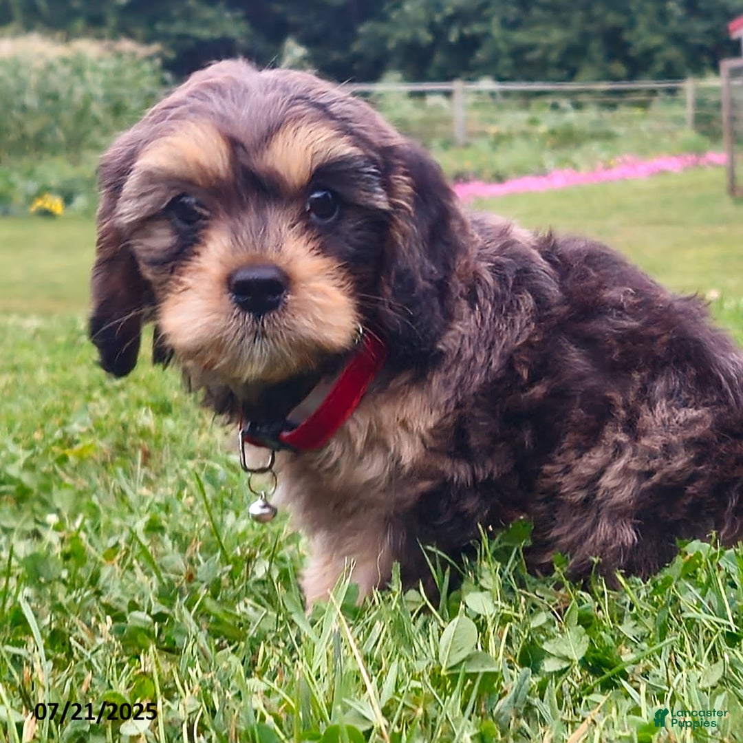 Cavapoo dogs for sale: Melody - Image 1