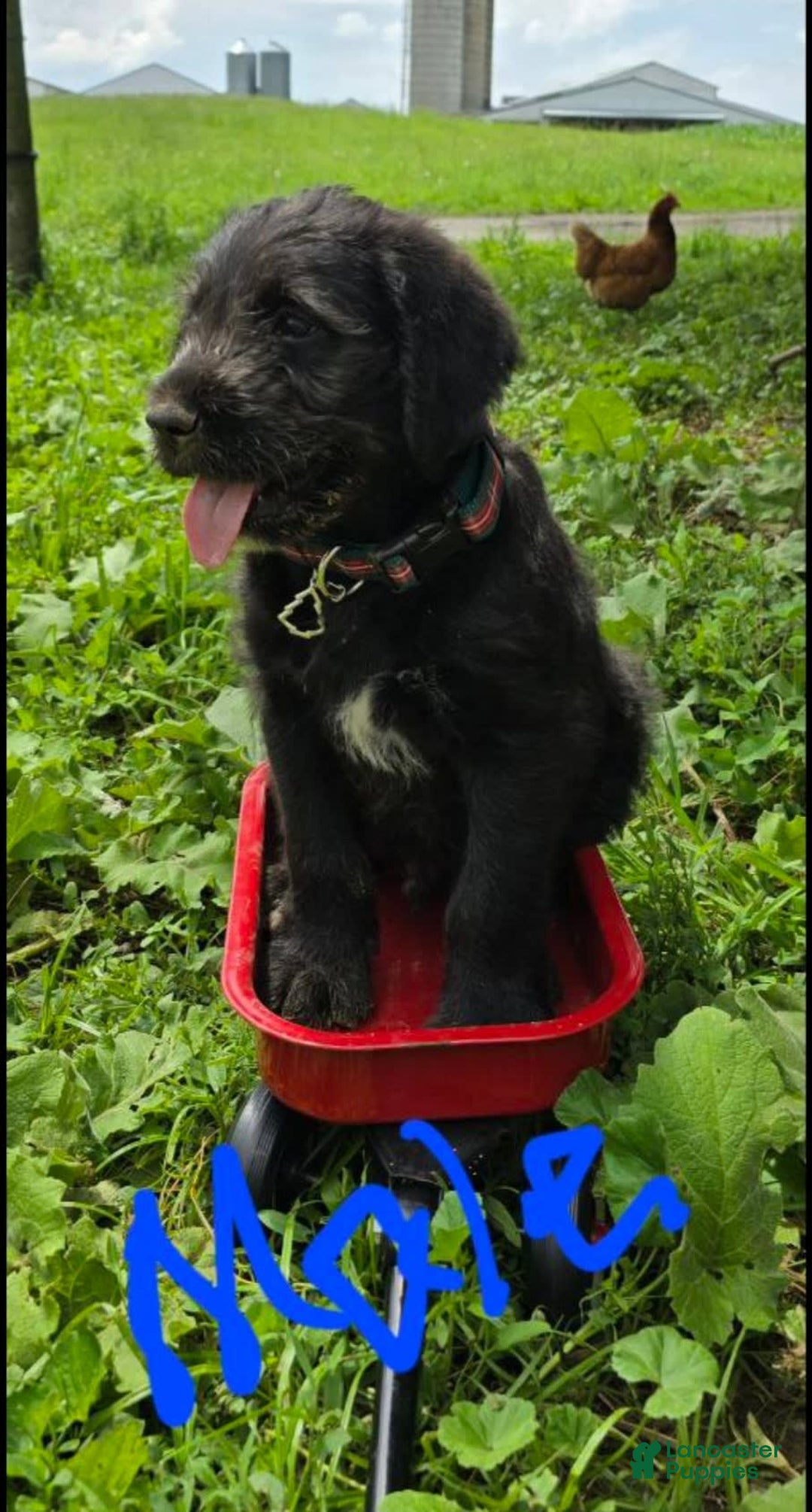 Goldendoodle dogs for sale: Goldendoodle 7 puppies - Image 9