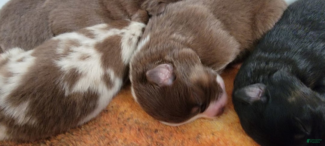 Australian Shepherd dogs for sale: Red And White Female - Image 1
