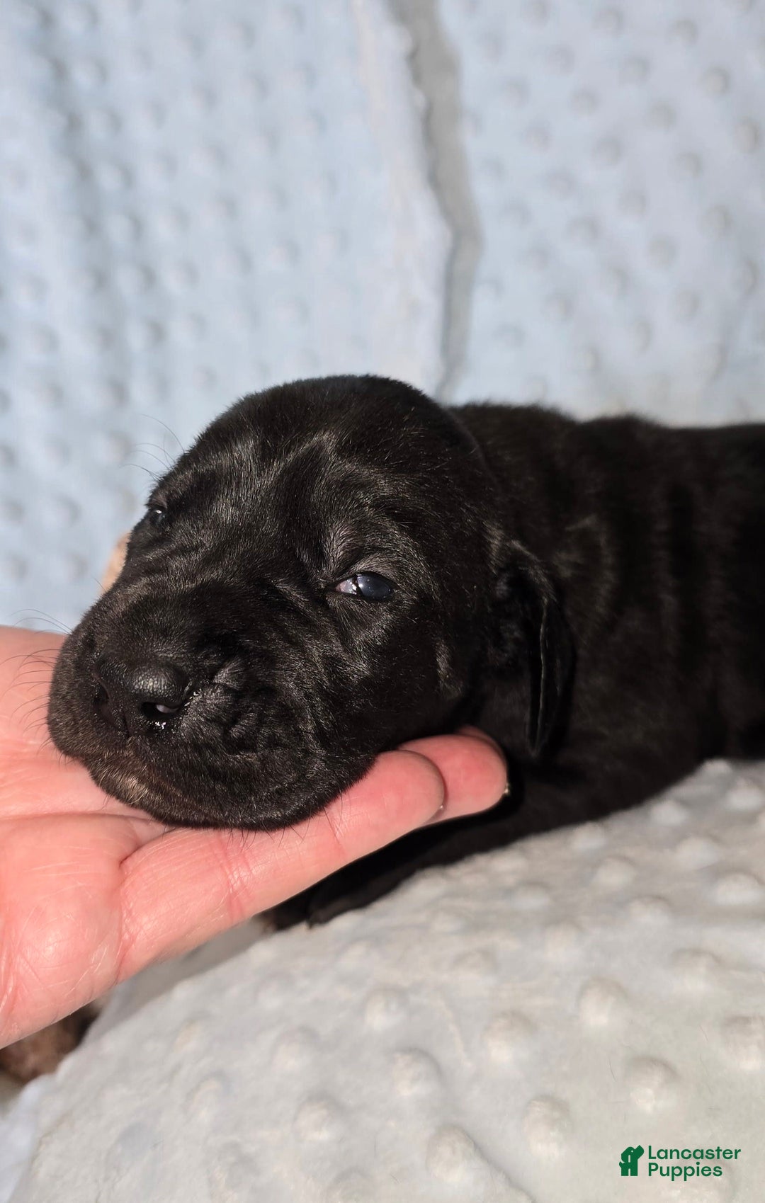 Great Dane dogs for sale: Storm - Image 8