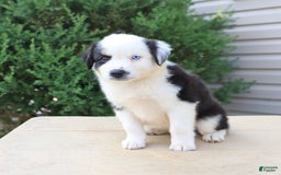 Miniature Australian Shepherd dogs for sale: Enzo - Image 2