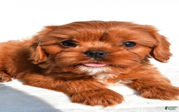 Cavapoo dogs for sale: Charlie - Image 5