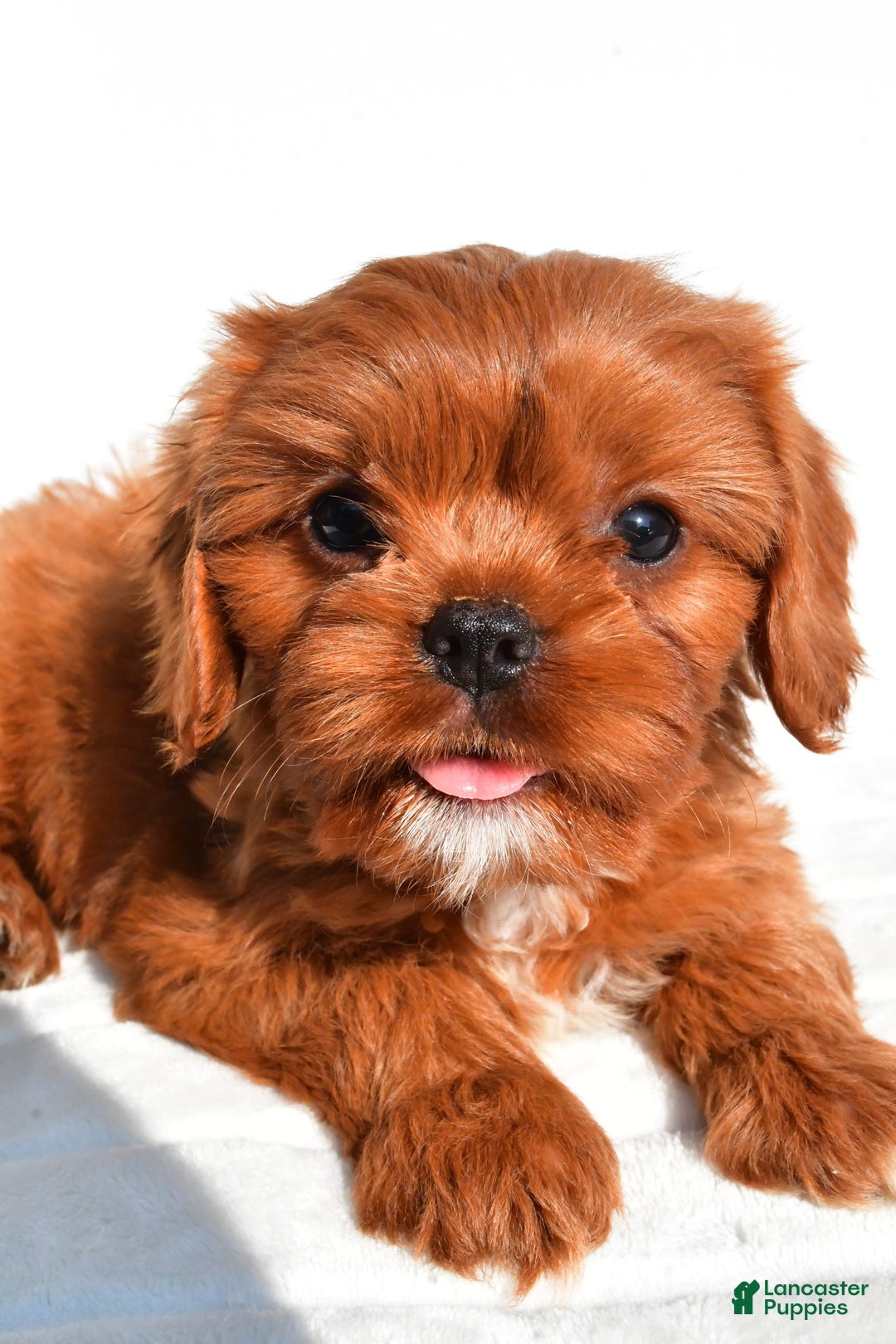 Cavapoo dogs for sale: Charlie - Image 5