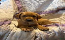 Labrador Retriever dogs for sale: Max - Image 3