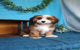 Havanese dogs for sale: Dylan - Image 2