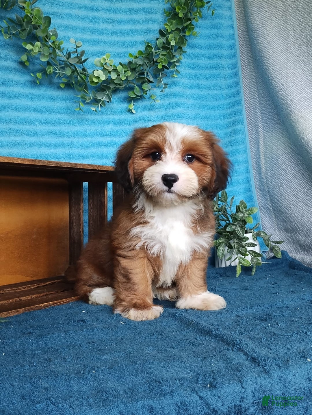 Havanese dogs for sale: Dylan - Image 2