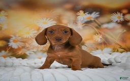 Miniature Dachshund dogs for sale: Lavander - Image 6