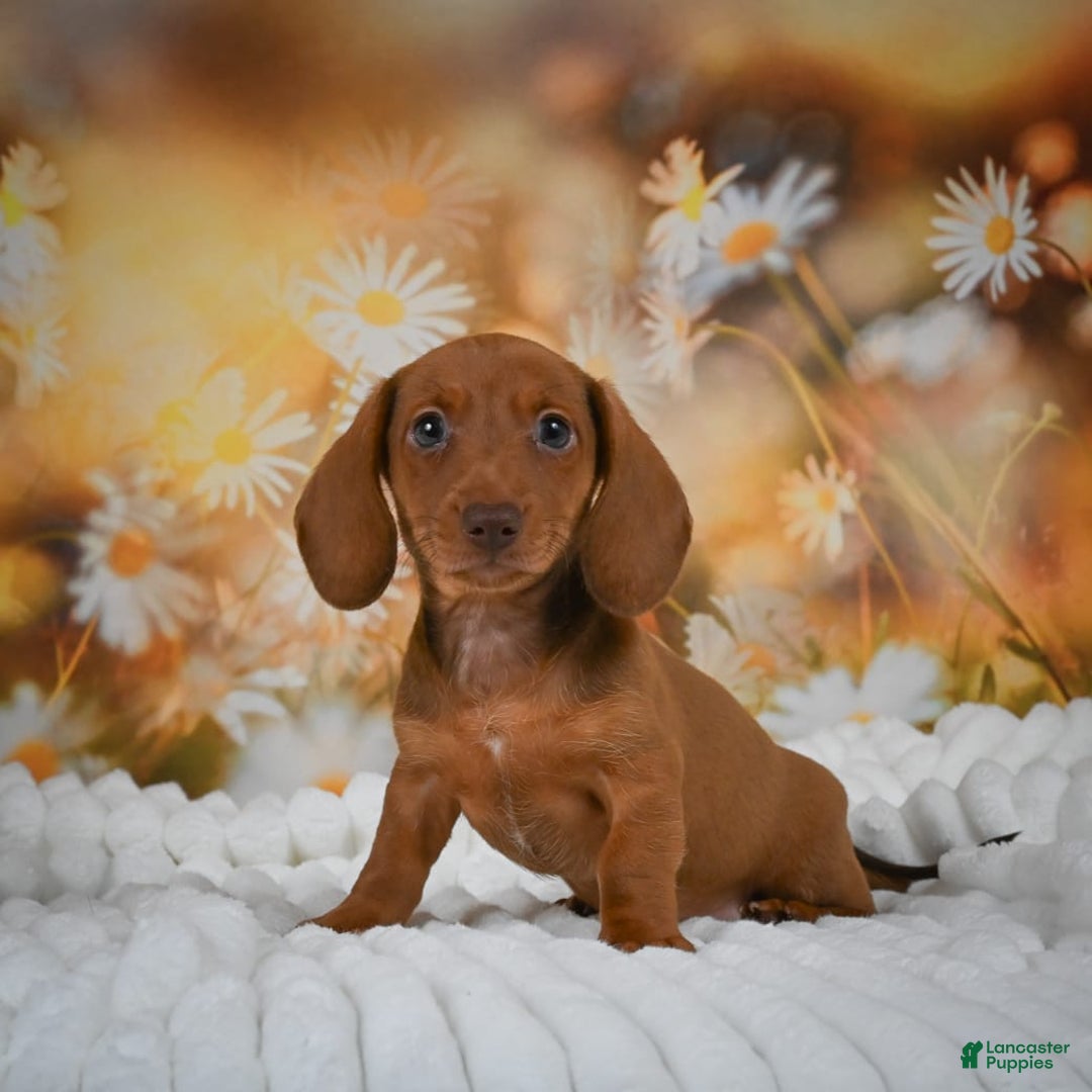 Miniature Dachshund dogs for sale: Lavander - Image 6