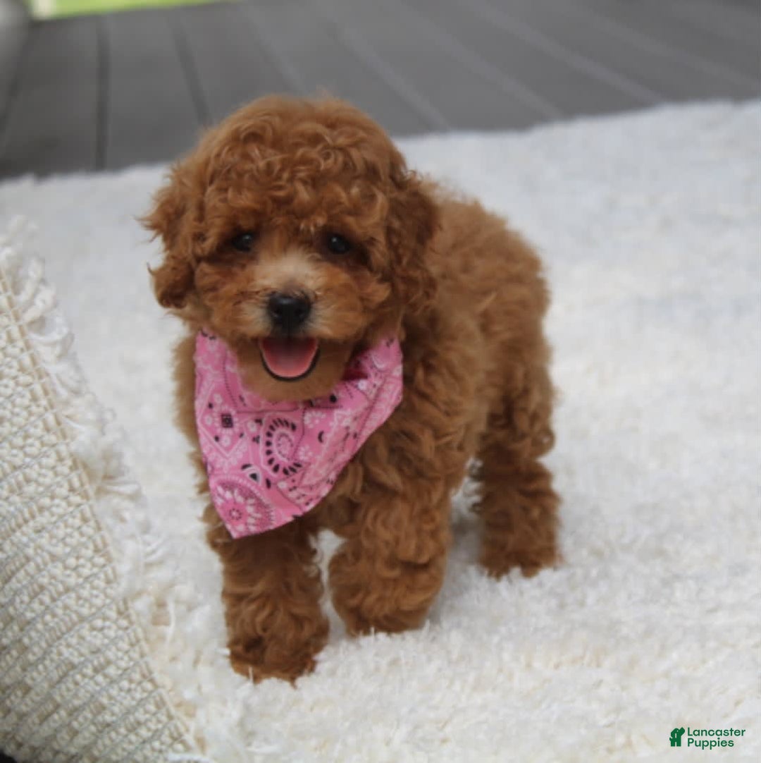 Miniature Poodle dogs for sale: Natasha - Image 5