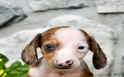 Miniature Dachshund dogs for sale: Zorro - Image 5