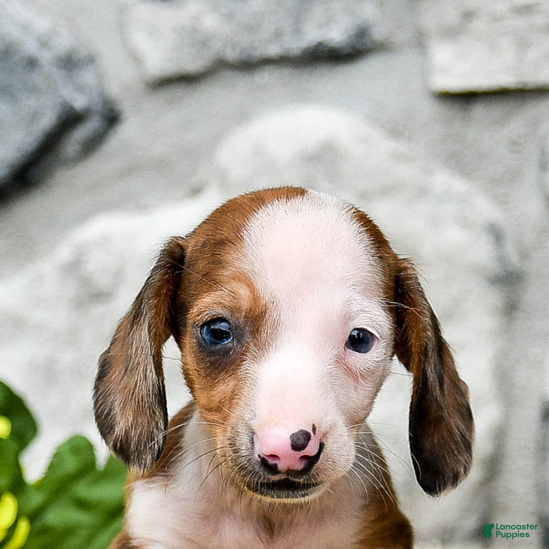 Miniature Dachshund dogs for sale: Zorro - Image 5