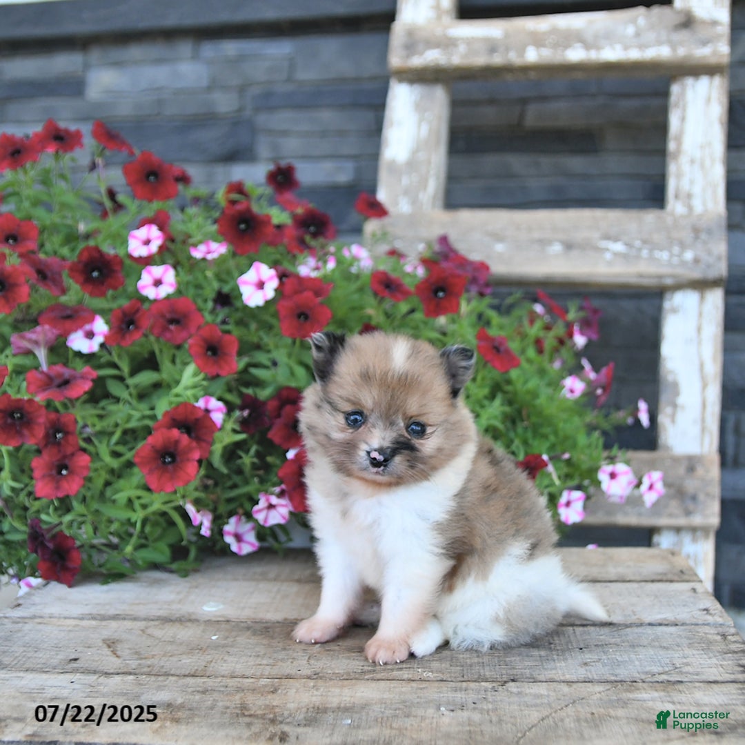 Pomeranian dogs for sale: Donna EXTRA SMALL - Image 5