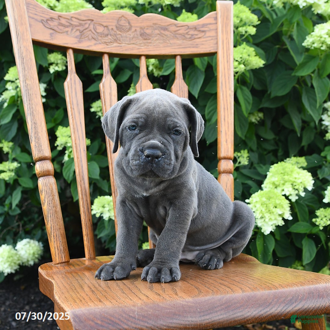 Cane Corso dogs for sale: Scarlet - Image 3
