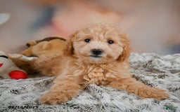 Bichpoo dogs for sale: Jessica - Image 9