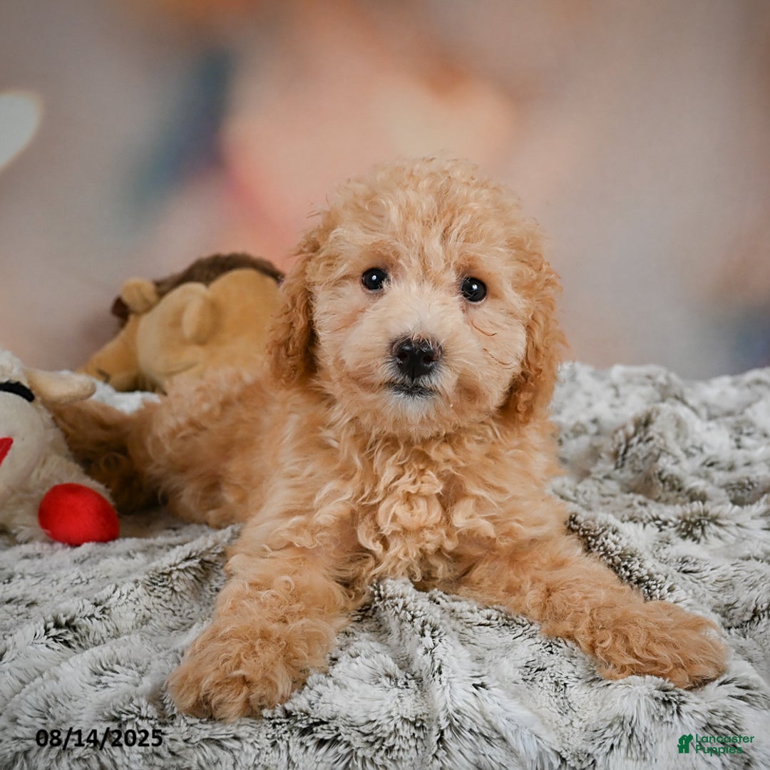 Bichpoo dogs for sale: Jessica - Image 9