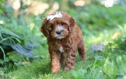 Cavapoo dogs for sale: Dolly - Image 4