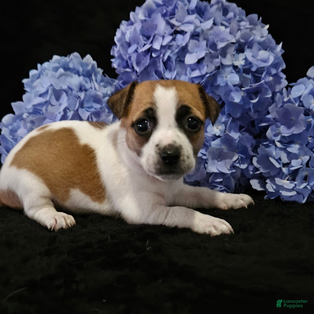 Jack Russell Terrier dogs for sale: Jack Russell Terrier 7 puppies - Image 3