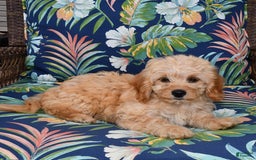 Forever dogs for sale: Summer - Image 1