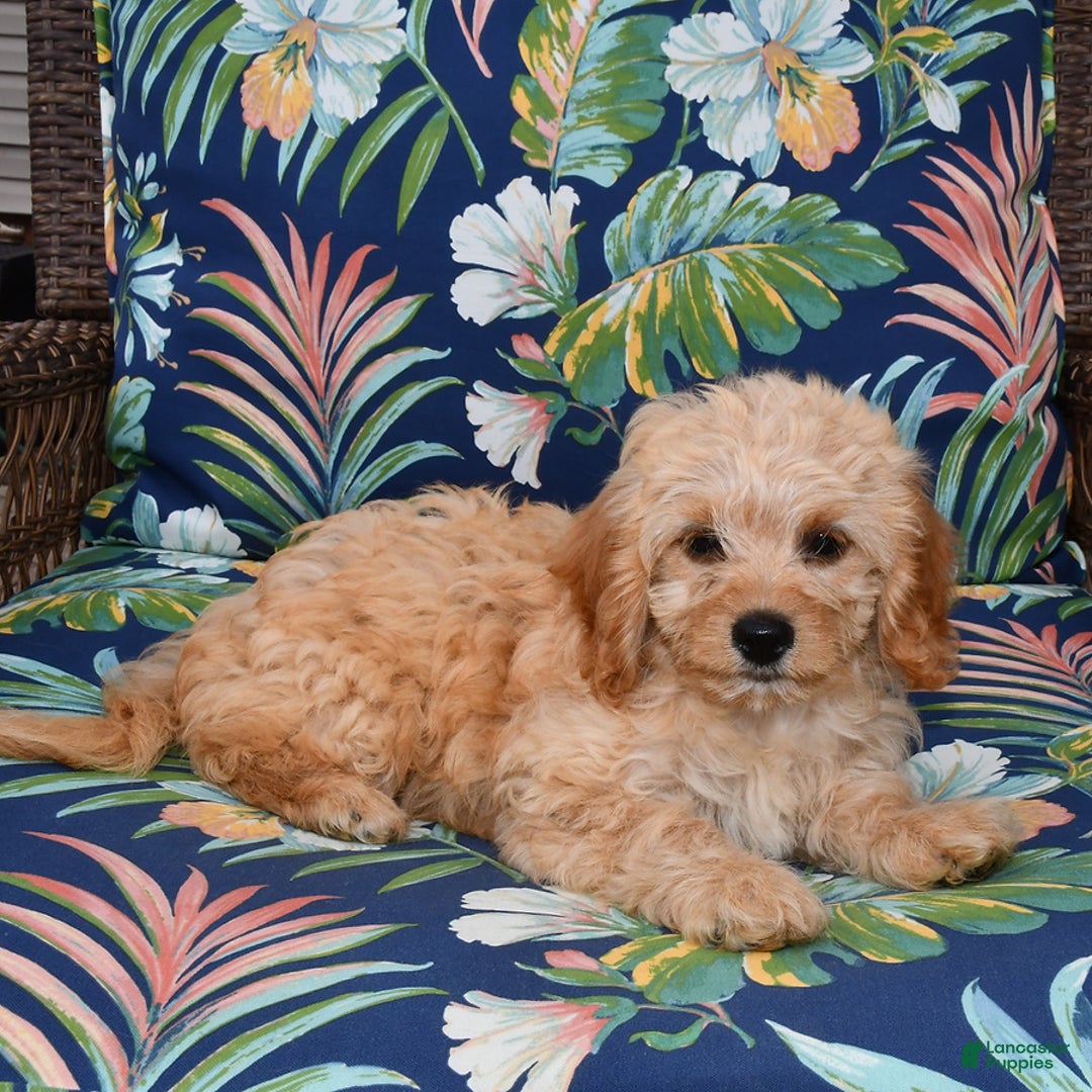 Forever dogs for sale: Summer - Image 1
