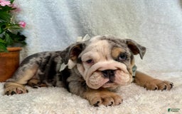 English Bulldog dogs for sale: Maggie - Image 2